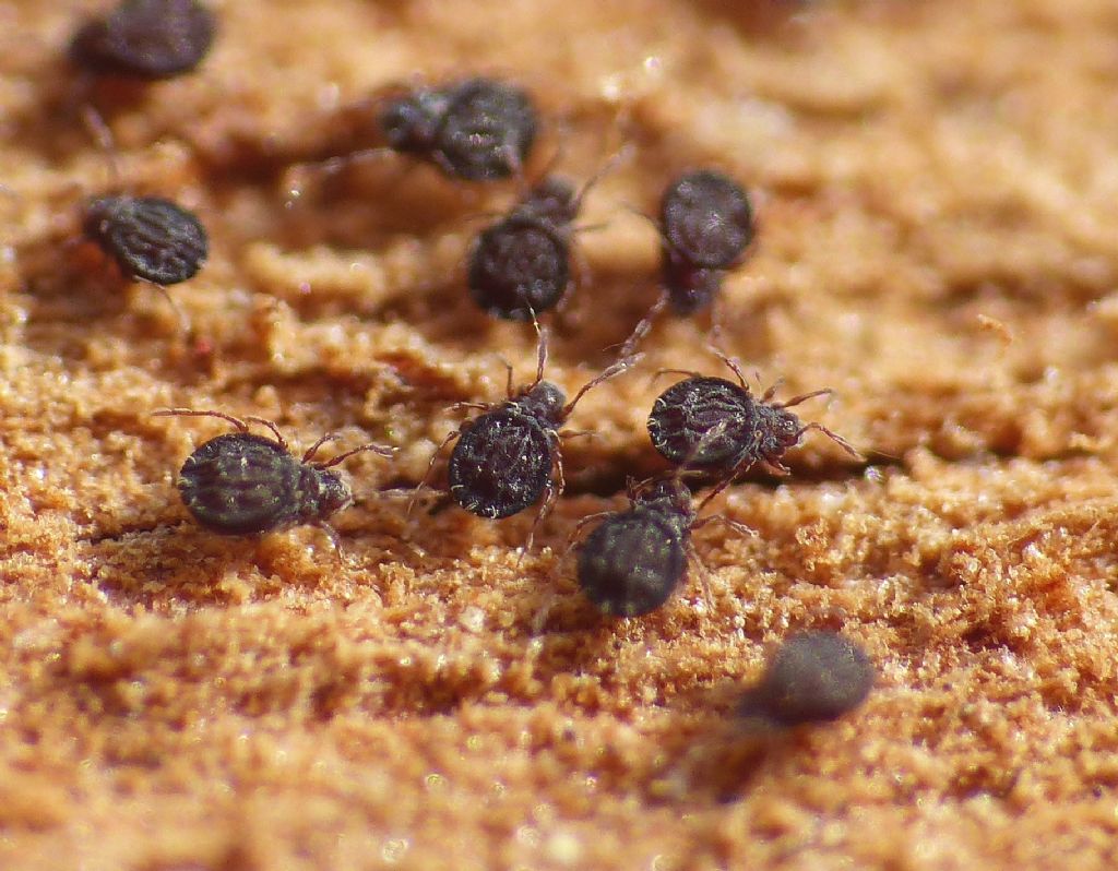 Acari scuri e piatti: Arthrodamaeus sp. (Gymnodamaeidae)